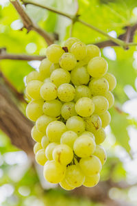 Close-up of grapes growing on tree