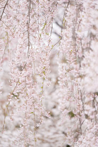 Close-up of cherry blossom