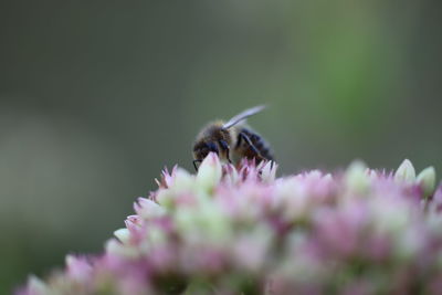 Close-up of bee pollinating on flower