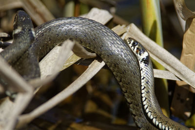 Mating of grass snake from crna mlaka