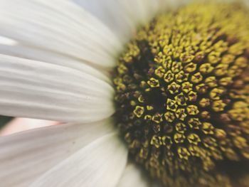 Close-up of flower