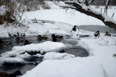 View of birds in water during winter