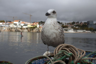 Seagull perching on a harbor