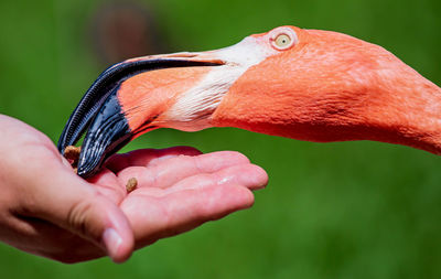 Cropped hand of woman holding bird