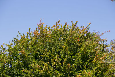 Low angle view of flower trees against clear sky