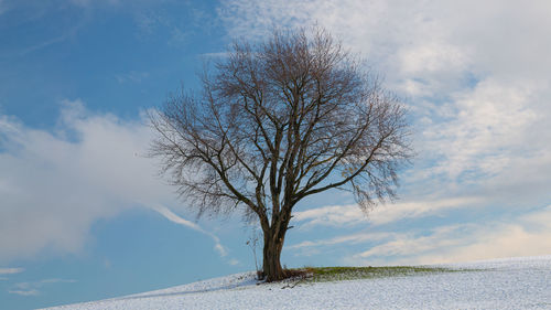 Bare tree on snow covered landscape against sky