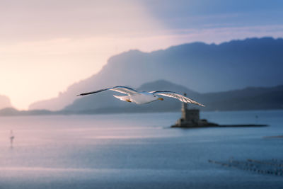 Close-up of bird flying over sea against sky