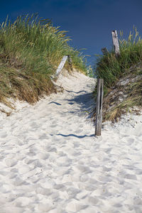 Plants on sand at beach against clear blue sky