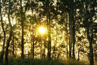 Sun shining through trees