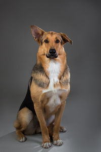 Portrait of dog sitting against black background