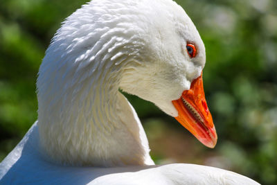 Close-up of swan