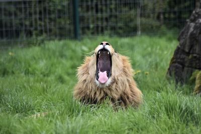 Lion with an open mouth 