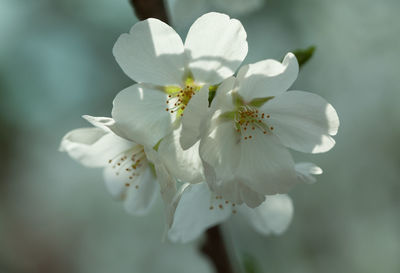 Close-up of white cherry blossom