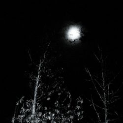 Low angle view of illuminated tree against clear sky at night