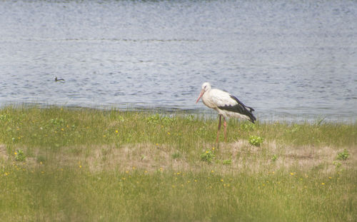 Side view of bird perching on grass