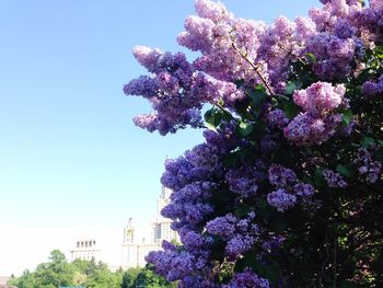 Low angle view of pink flowers against clear sky