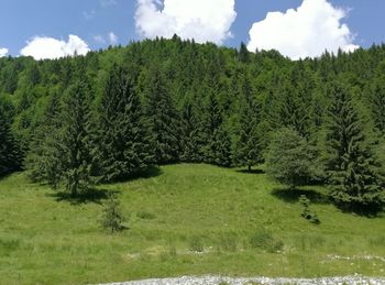 Scenic view of grassy field against sky