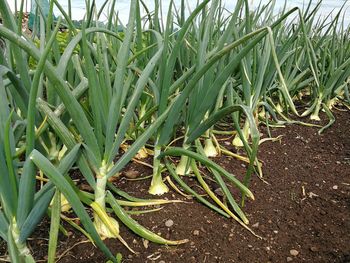 High angle view of crops growing on field