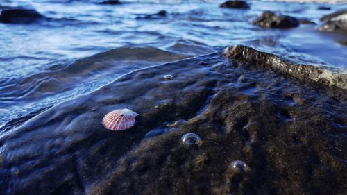 Close-up of shell on rock