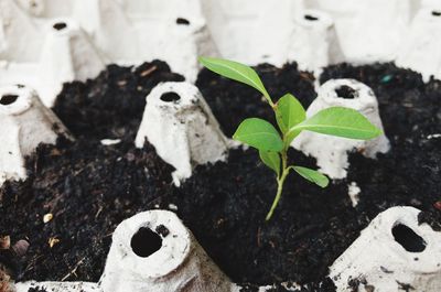 High angle view of plants growing outdoors