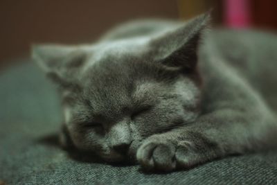 Close-up of cat sleeping