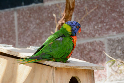 Close-up of parrot perching on wood