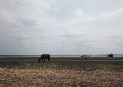 View of a horse on beach