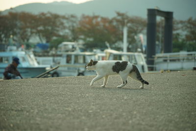 dog