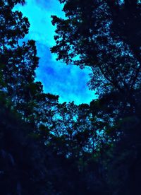 Low angle view of trees against sky