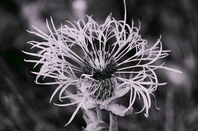 Close-up of flowering plant