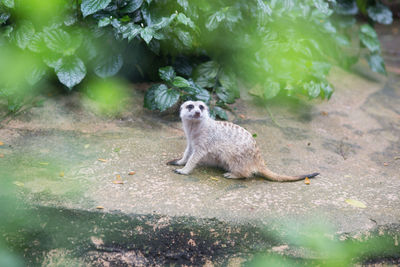 Meerkat sitting on footpath