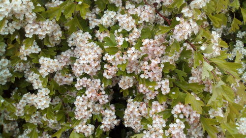 Full frame shot of white flowering plants