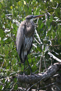 Bird perching on a tree