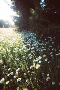 Close-up of grass growing in field