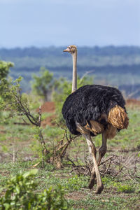 Bird standing in a field