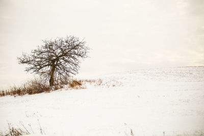 Bare tree on snow covered field against sky