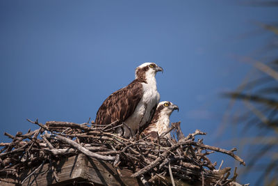 Low angle view of bird perching on tree against sky