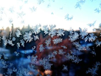 Close-up of tree on snow covered landscape