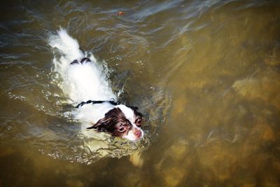 High angle view of dog swimming in lake