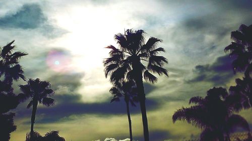 Low angle view of palm trees against cloudy sky