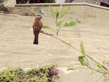 Woman walking on footpath