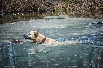 Dog in water