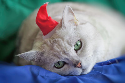 Close-up portrait of cat lying on bed