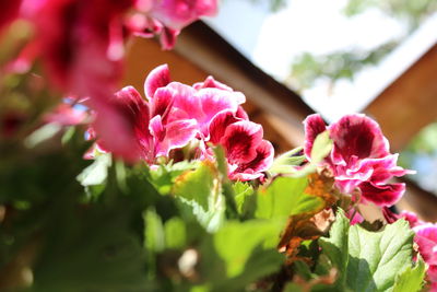 Close-up of pink flowering plants