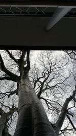 Low angle view of bare tree against the sky