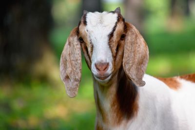 Close-up of a young goat