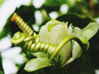 Close-up of green plant