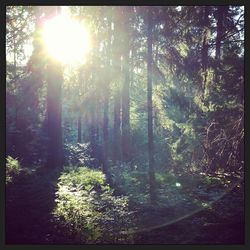 Sun shining through trees