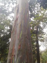 Low angle view of tree trunk in forest