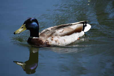 Side view of a duck swimming in lake
